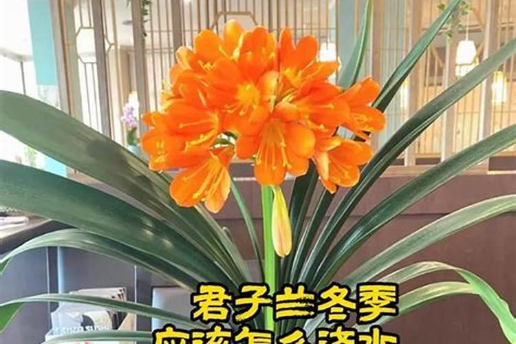 杜鹃花养殖时如何控制浇水量和施肥？