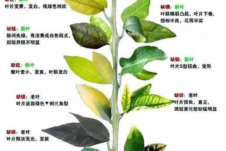 钾肥的科学施用技术