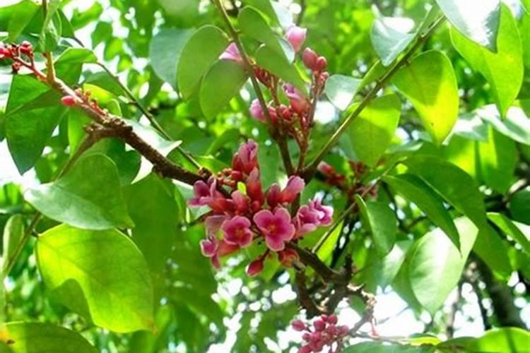 种杨桃施什么肥