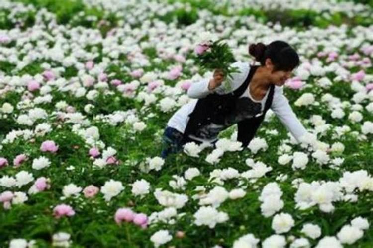 【茴香菜】的功效与作用