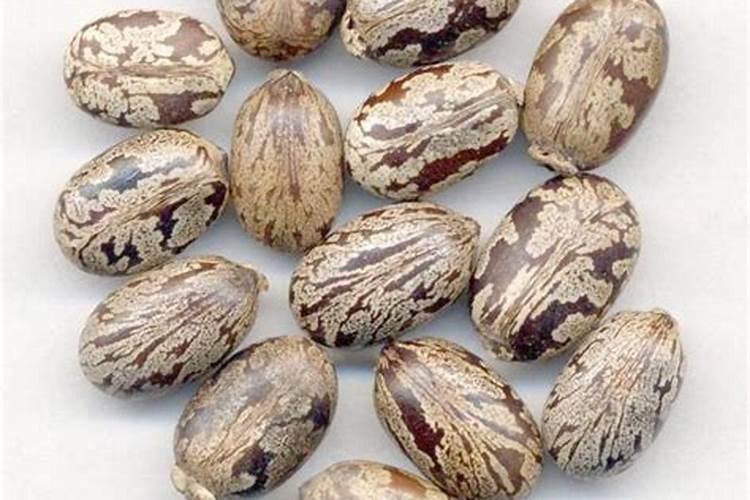 请教养兰高手用做君子兰肥料的(麻子)是蓖麻子吗