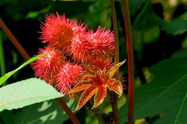 怎么养君子兰？