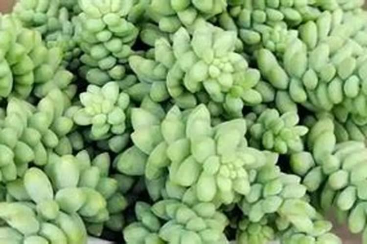 多肉植物施什么肥好