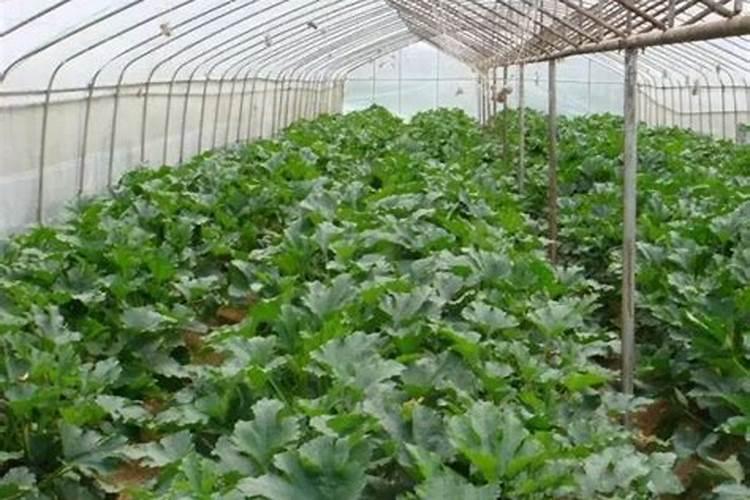 西葫芦露天种植怎么浇水施肥最好