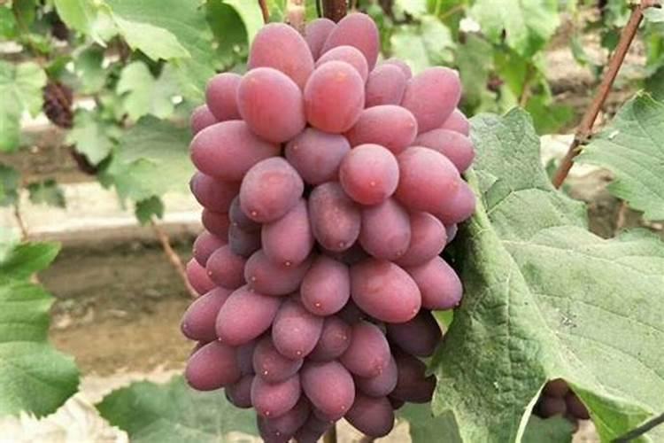 阳光玫瑰葡萄膨果药放多了有什么后果用清水清洗可以吗？