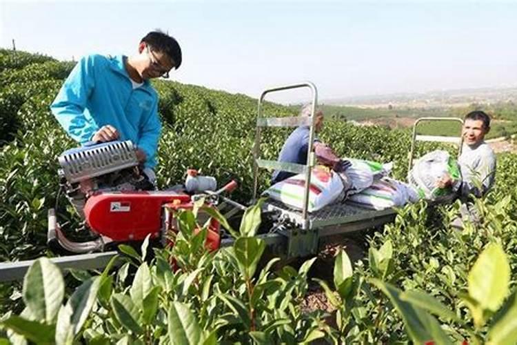 有机肥正常哪里用的多