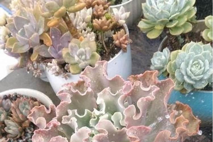 多肉植物施什么肥好