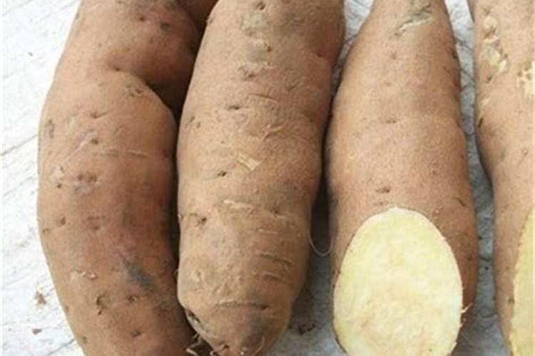 代森锌配比浓度高植物会死吗？