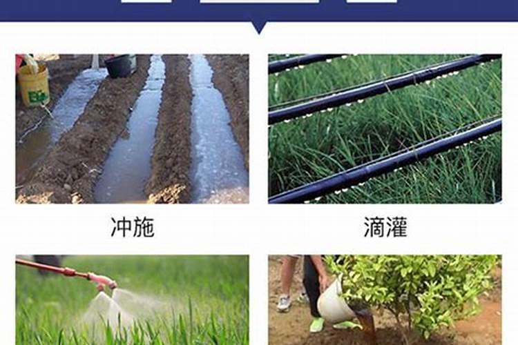 海藻肥是什么肥？了解海藻肥的作用