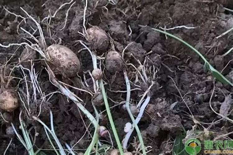 生姜喷施钙元素还是镁元素好