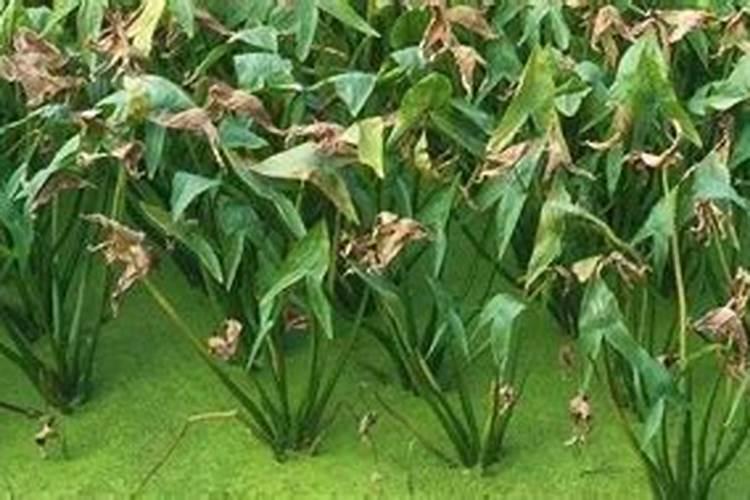 茨菇的种植方法