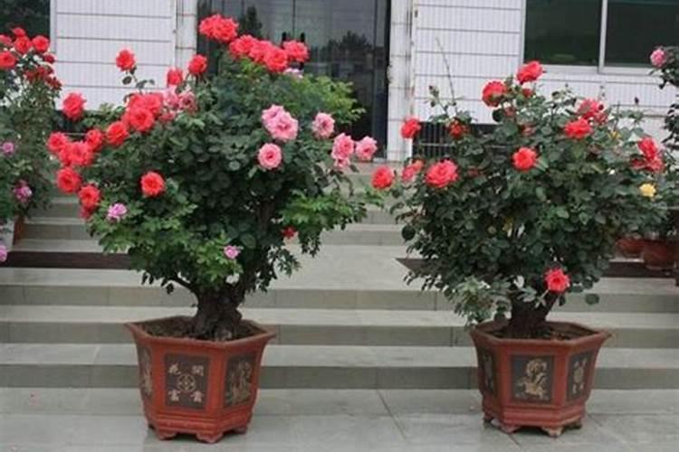月季换盆注意事项