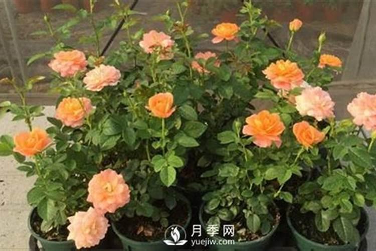月季怎么换盆