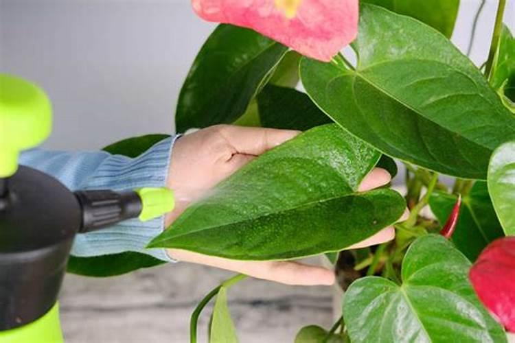 水培红掌不开花怎么办