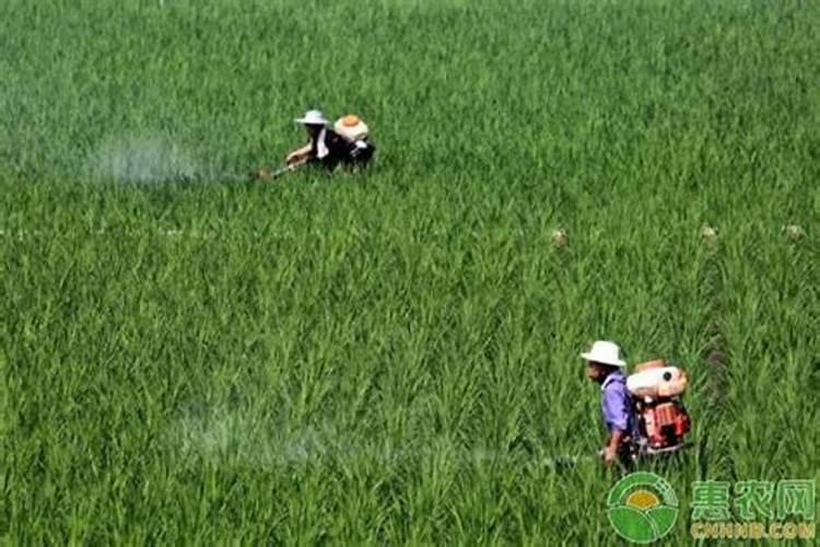 202020水溶肥配方