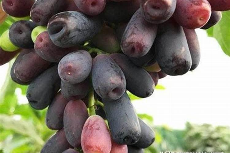 葡萄开花前施什么肥料