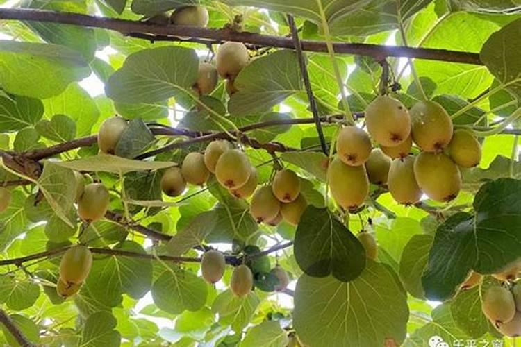 猕猴桃怎样合理施肥？