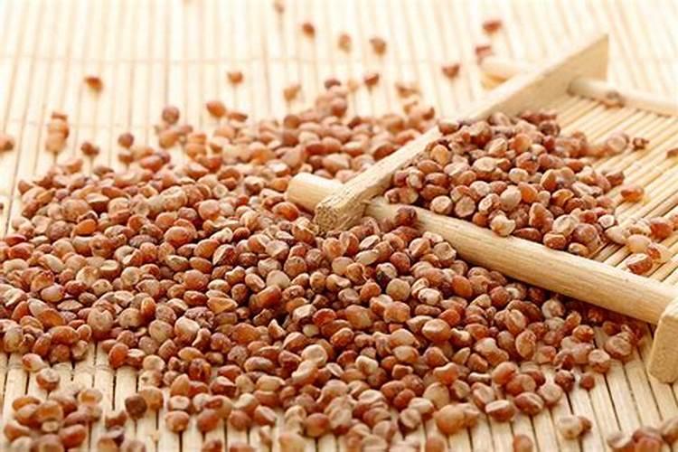 玉米科学施肥的要点 玉米养殖需要怎么施肥