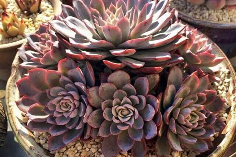 养多肉,用几个小窍门,眨眼爆仔长满阳台