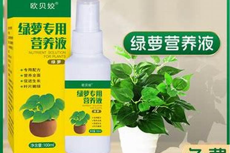 绿萝多久施肥一次 绿萝的施肥方法