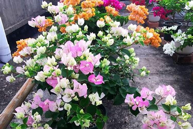 三角梅如何浇水施肥？