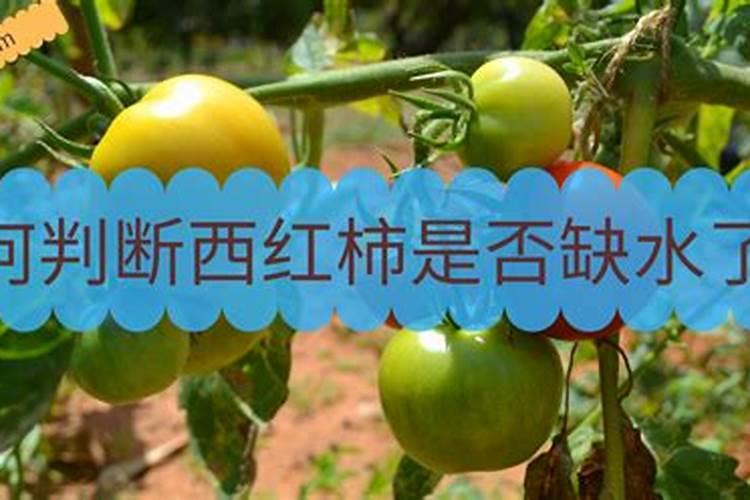 西红柿大水漫灌后发生缺养怎么办？