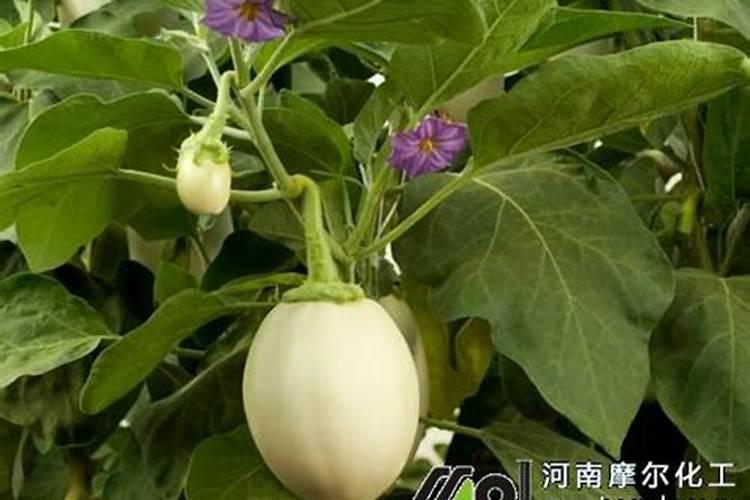 茄子水溶肥多少钱一吨？水溶肥什么样的好？水溶肥使用方法!