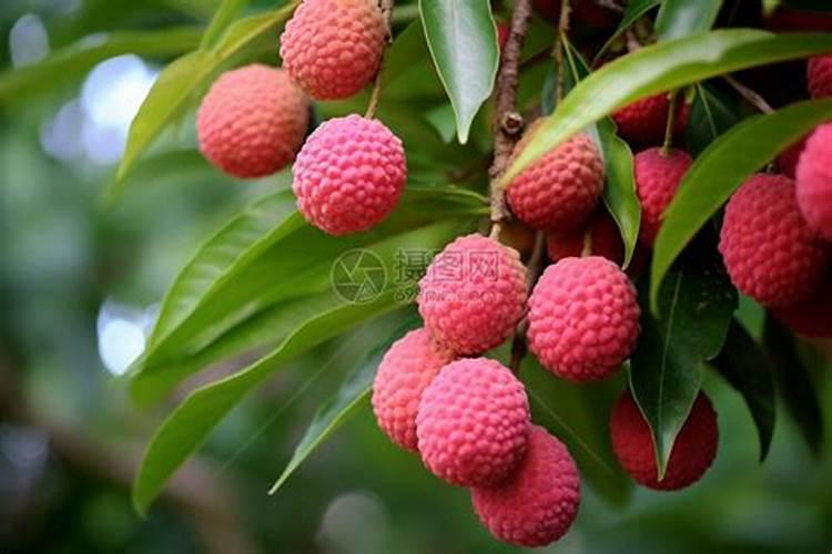 荔枝树的施肥配方特点和施肥技术要点是什么