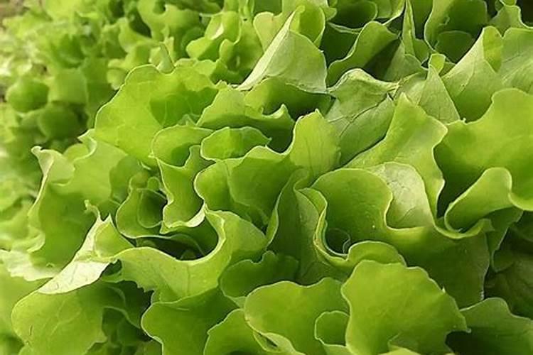 生菜需要什么肥才长的快