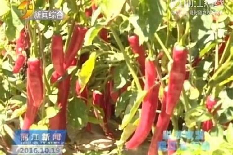 辣椒苗用什么肥料最好