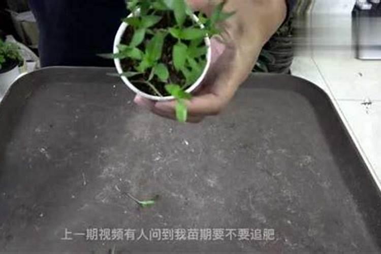 辣椒滴灌钙肥用量多少