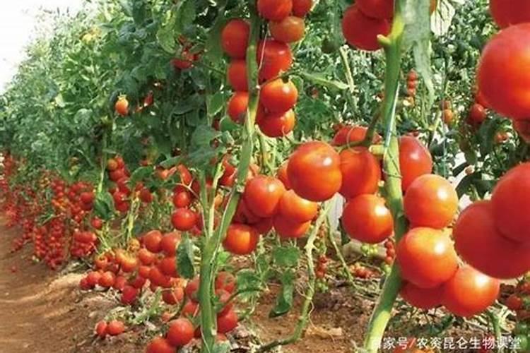 银川种植芹菜基地有哪些