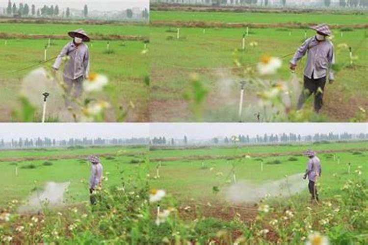 水稻施钾肥正确方法