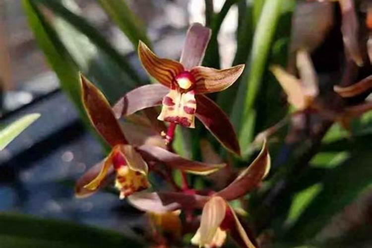 兰花用叶面肥花宝好吗