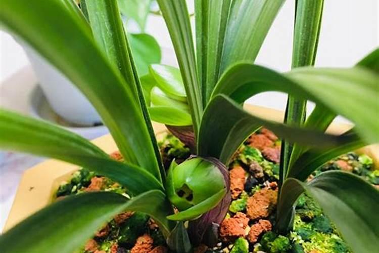 兰花叶片施肥是好还是坏？