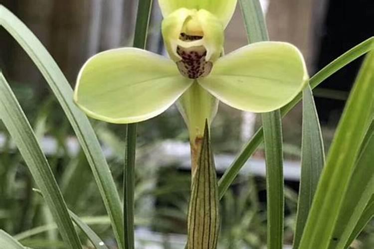 新栽兰花叶面可以喷水吗(新上盆兰花能每天喷洒水吗)