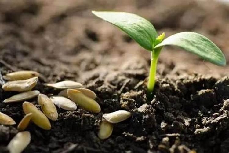 薄肥是什么肥料？