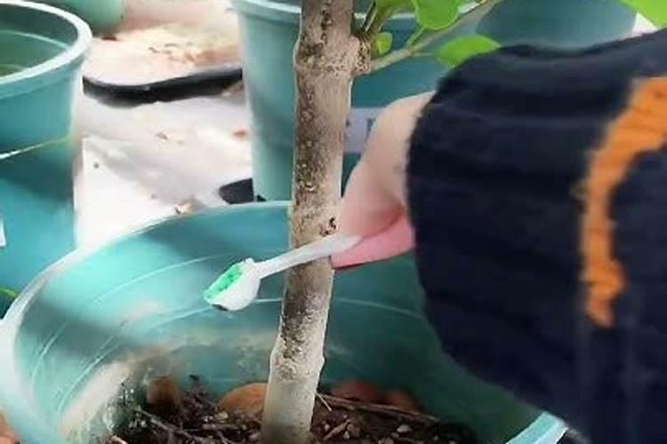 用什么肥不容易长蛮牙