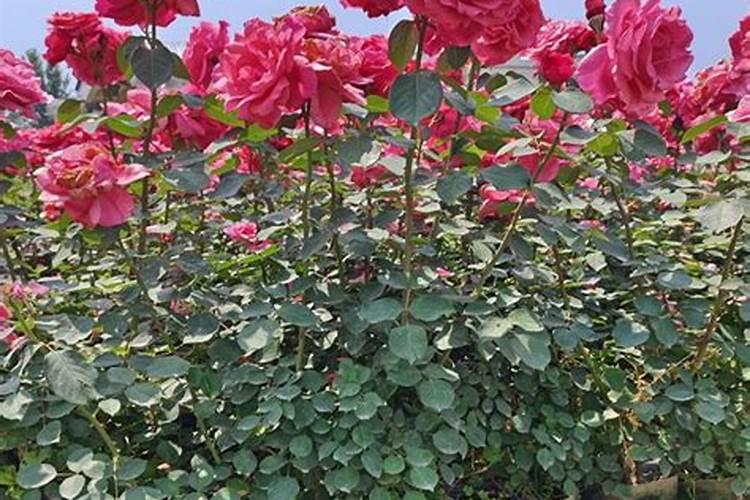 月季生长缓慢是什么原因造成的