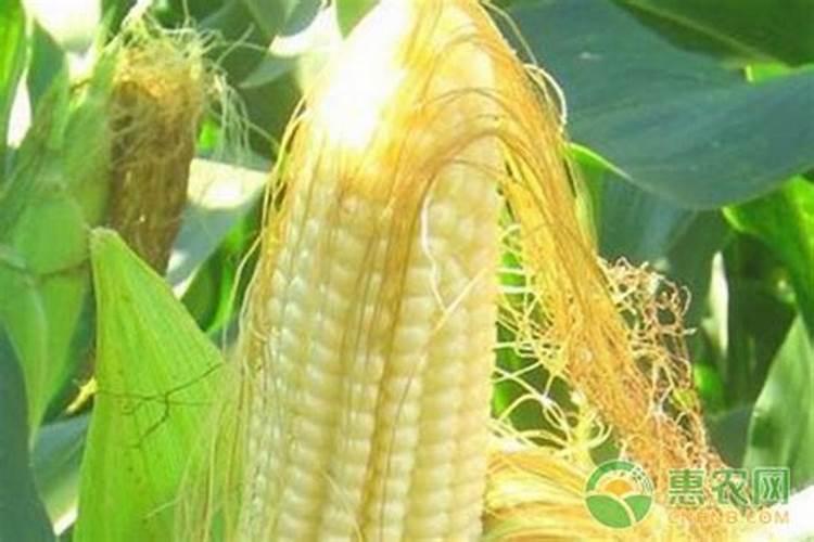 滴灌玉米什么时期停肥最好