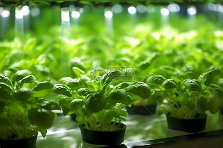 水栽蒜苗加什么肥料