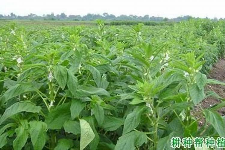请问一下种芝麻用什么肥料