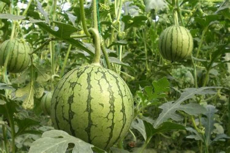 盆栽西瓜怎么种植