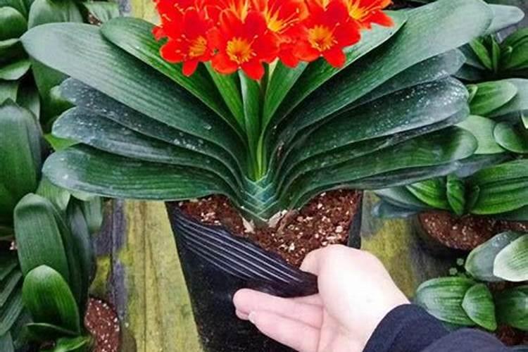 君子兰用什么叶面肥