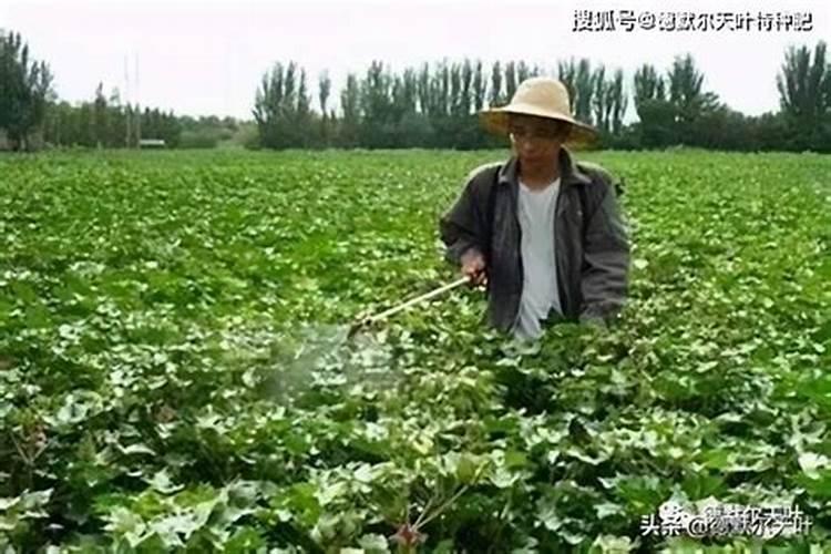 叶面肥和根部追肥有什么区别 叶面肥料可以代替根部施肥吗