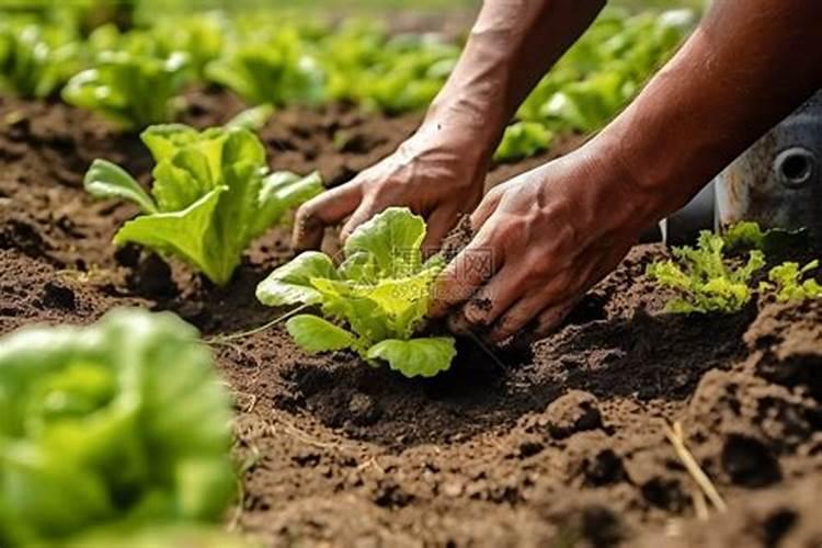 钾肥适合什么蔬菜