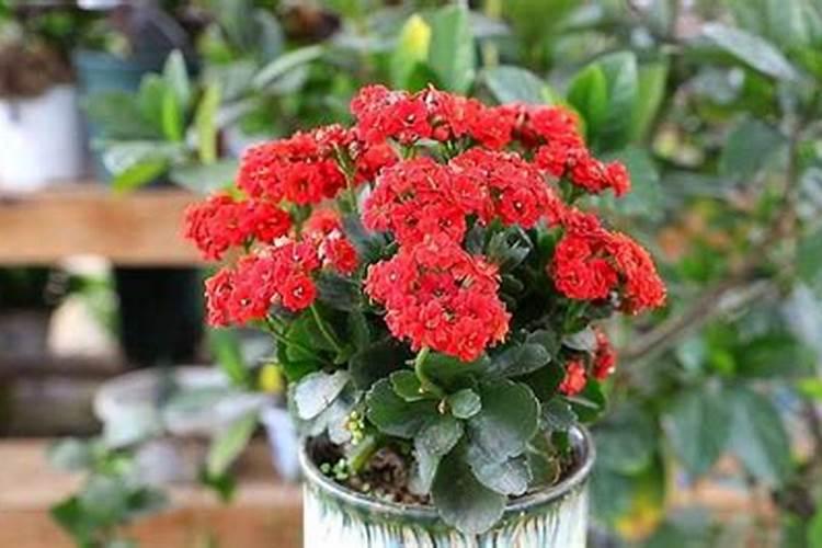 蔷薇花施什么肥最好