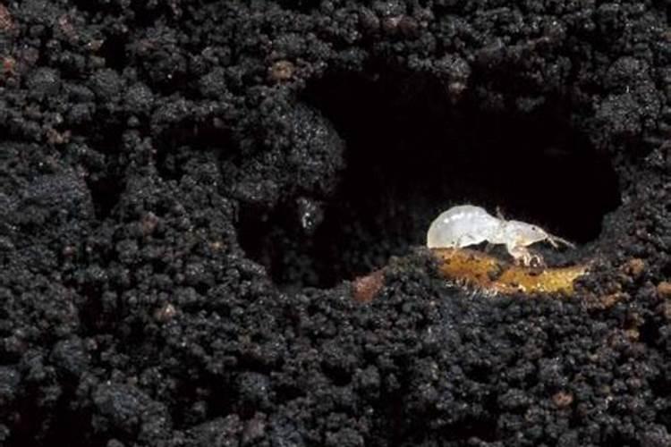 钾肥在土壤中受到哪些较大如何提高作物钾肥利用效果