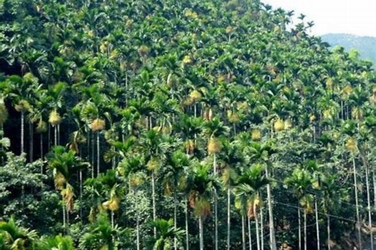 槟榔施什么钾肥