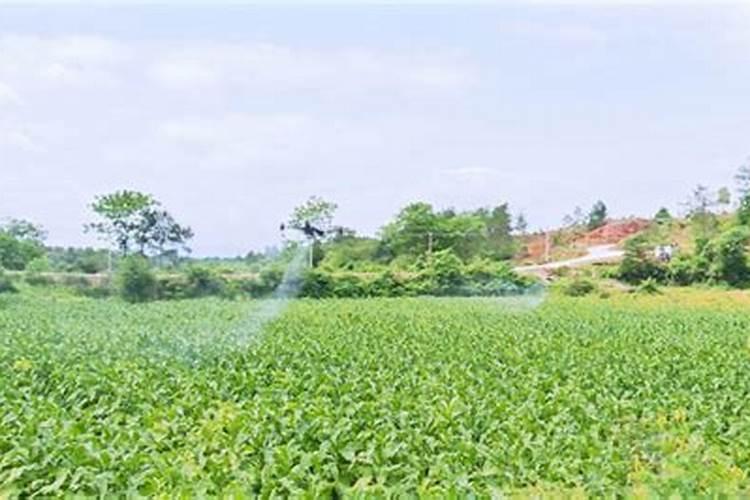 大黄钾对烤烟的作用